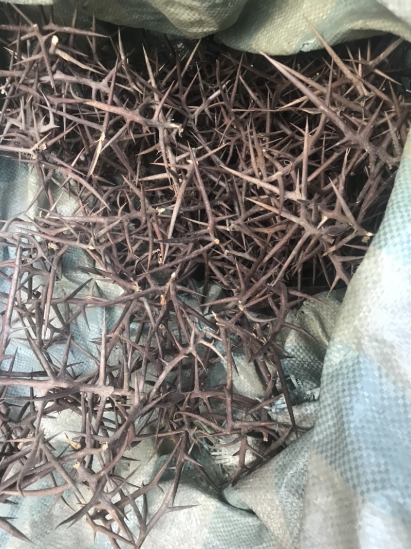 皂角刺现货有需要的老板联系