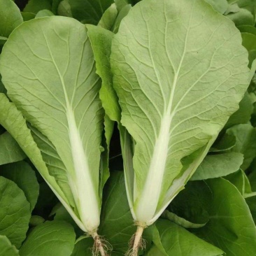 杭白菜水白五号菜小白菜奶白菜精品快菜毛白菜产地一手货源