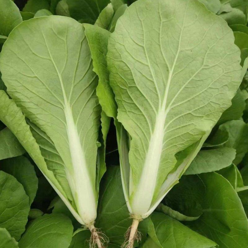 杭白菜水白五号菜小白菜奶白菜精品快菜毛白菜产地一手货源