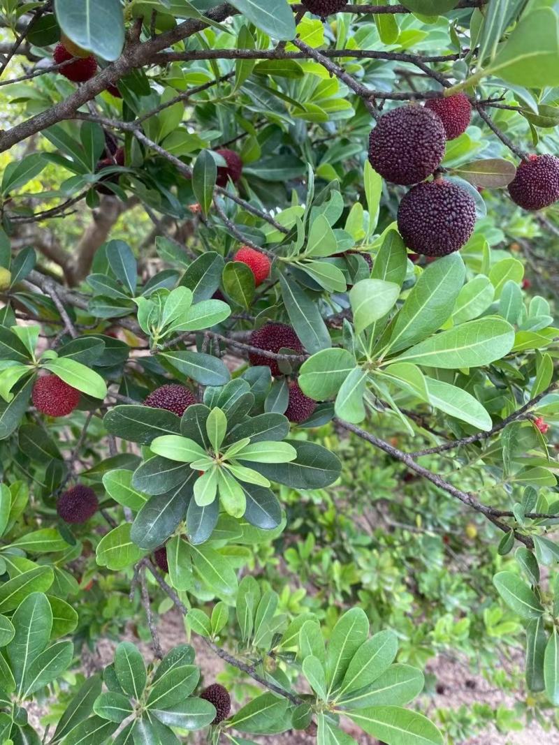 金灶特产高山杨梅