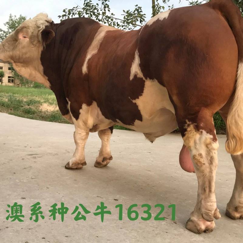 博豪冻精，夏洛莱冻精，西门塔尔牛冻精，品种好，效益高