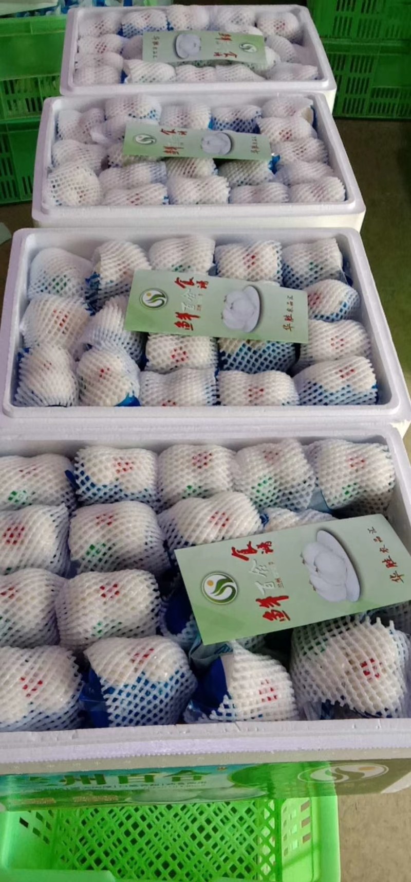 【兰州甜百合】产地直发，质量保证！可看视频！规格齐全！