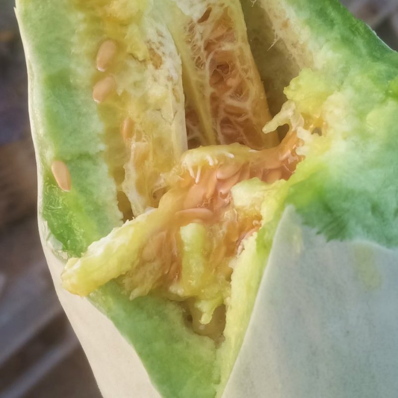 博洋甜瓜家乡特产，产地直供，大量有货大量接单，大量供应
