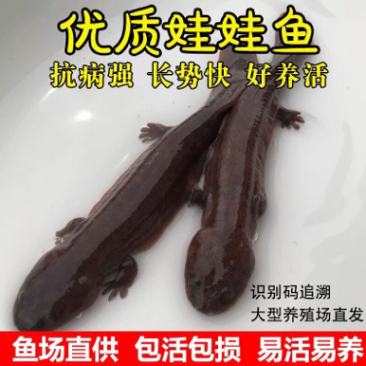 生态娃娃鱼大鲵批发，大小规格齐全，支持全国各地发货