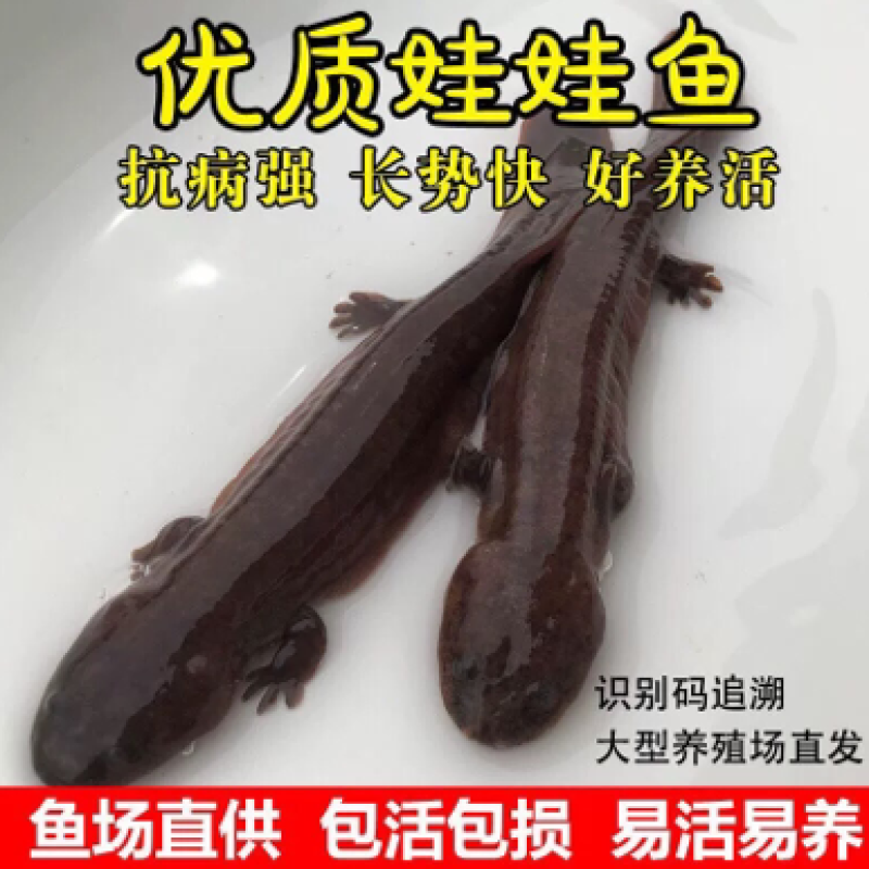 生态娃娃鱼大鲵批发，大小规格齐全，支持全国各地发货
