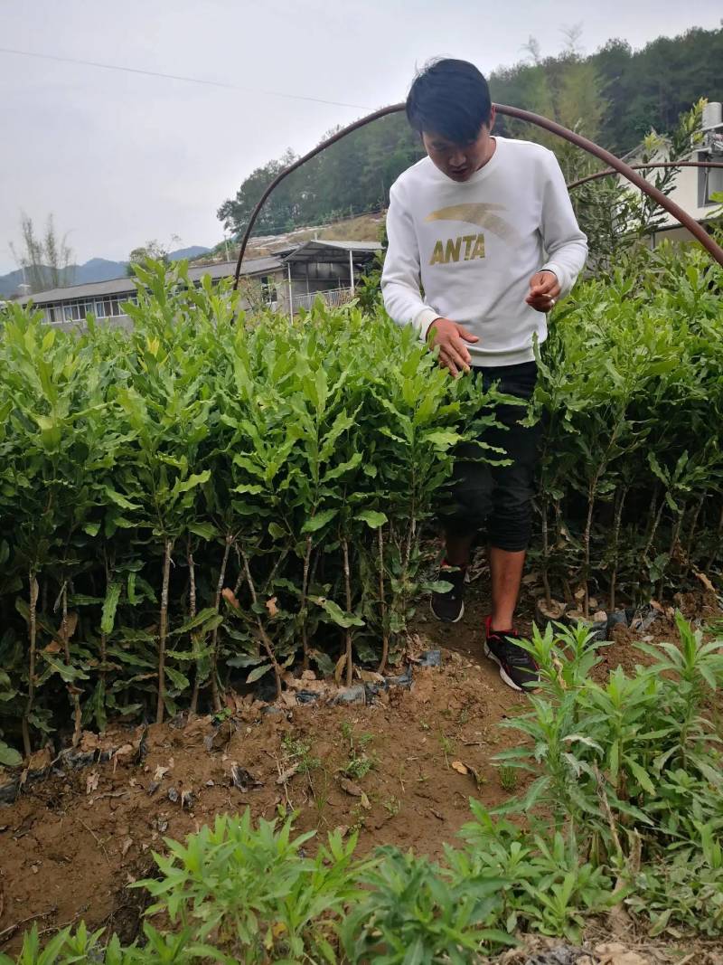 桂热一号坚果苗桂热一号坚果苗桂热一号