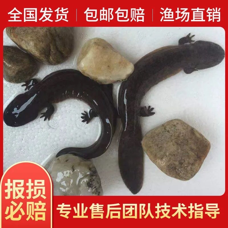 娃娃鱼苗批发，十条起发，量大从优