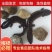 娃娃鱼苗批发，十条起发，量大从优