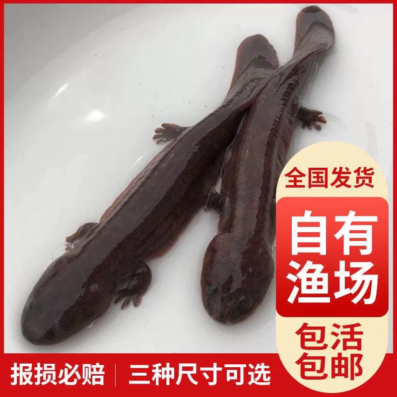 娃娃鱼苗批发，十条起发，量大从优