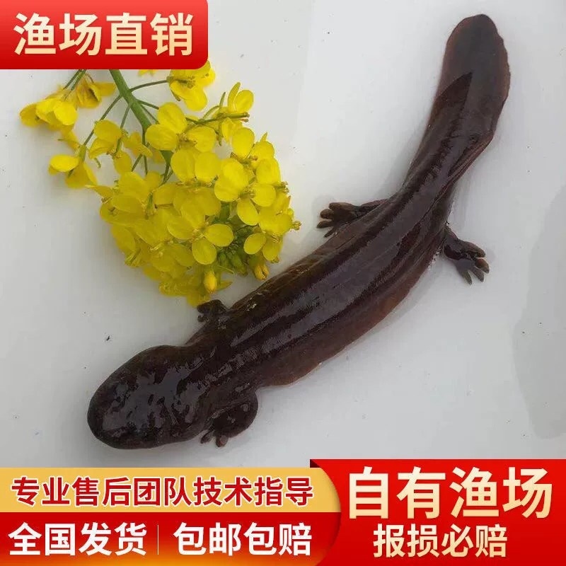 娃娃鱼苗批发，十条起发，量大从优