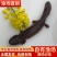 娃娃鱼苗批发，十条起发，量大从优