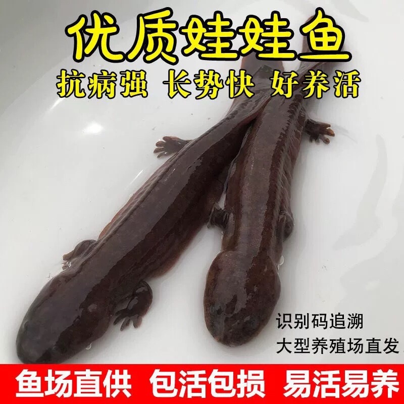 娃娃鱼苗批发，十条起发，量大从优