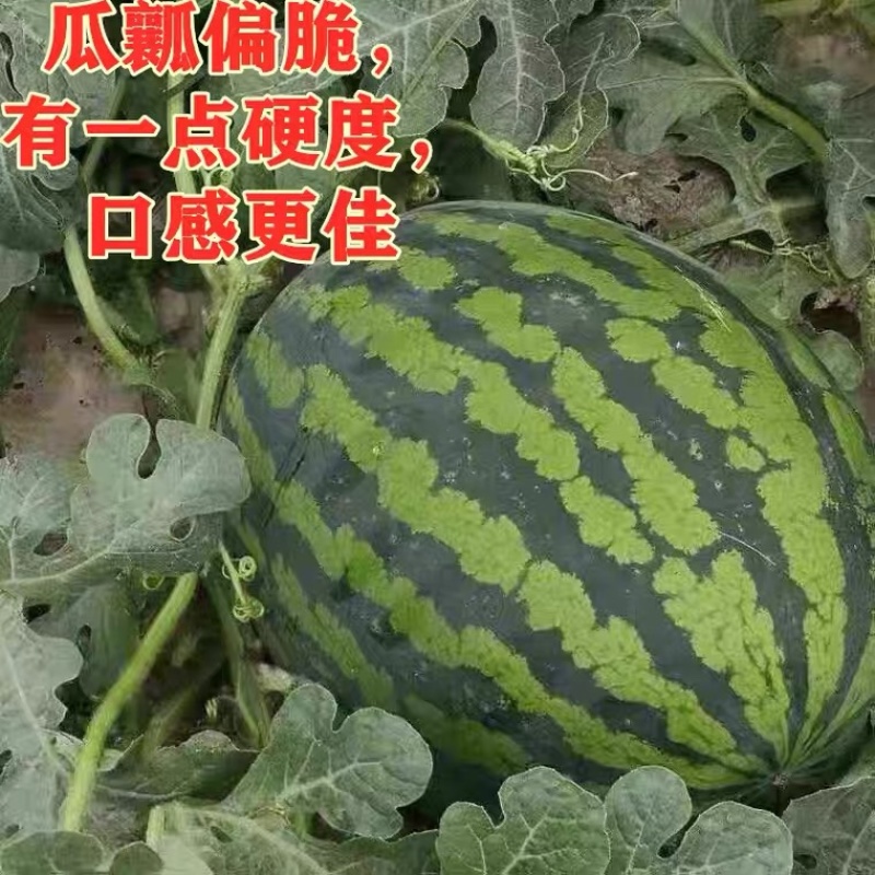 山东甜王西瓜5.1前后大量上市，产地直发货货源充足量从优