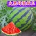 山东甜王西瓜5.1前后大量上市，产地直发货货源充足量从优