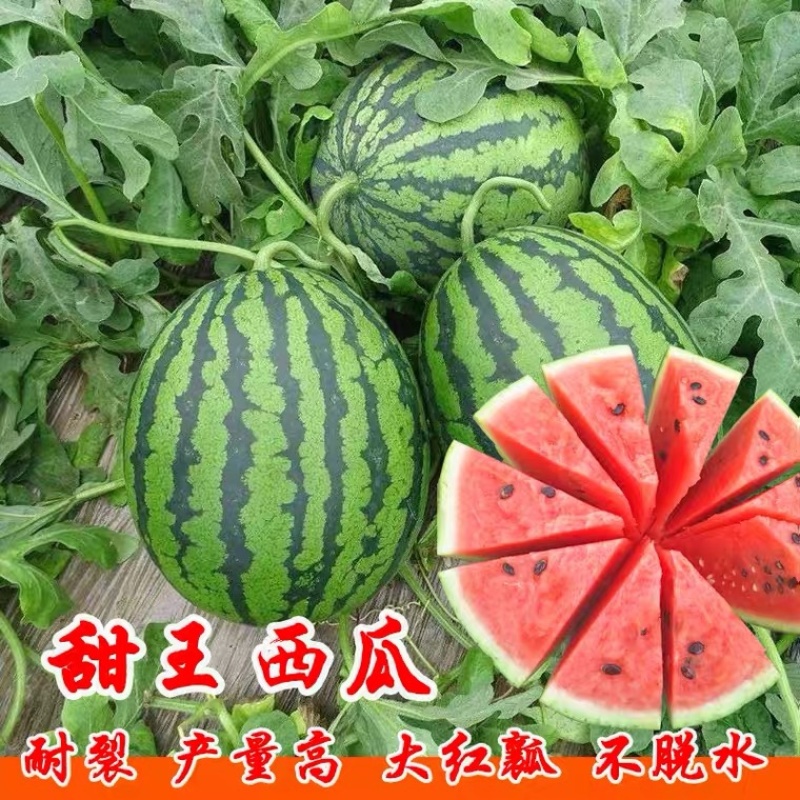 山东甜王西瓜5.1前后大量上市，产地直发货货源充足量从优
