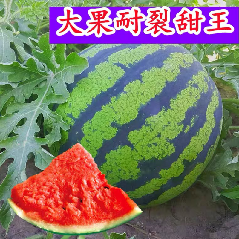 山东甜王西瓜5.1前后大量上市，产地直发货货源充足量从优
