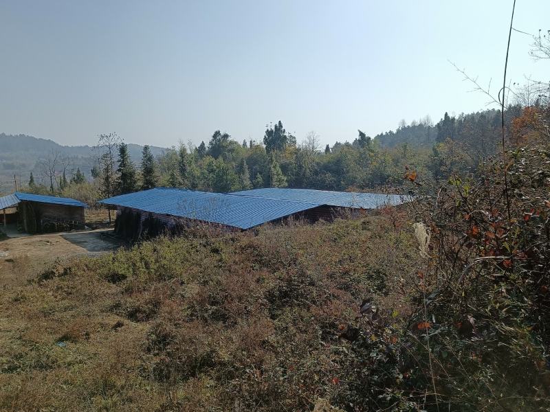 跑山猪，土猪猪，常年大山上跑的土猪，吃野菜五谷杂粮