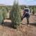 圆柏青藏高原苗圃种植圆柏1---3米。