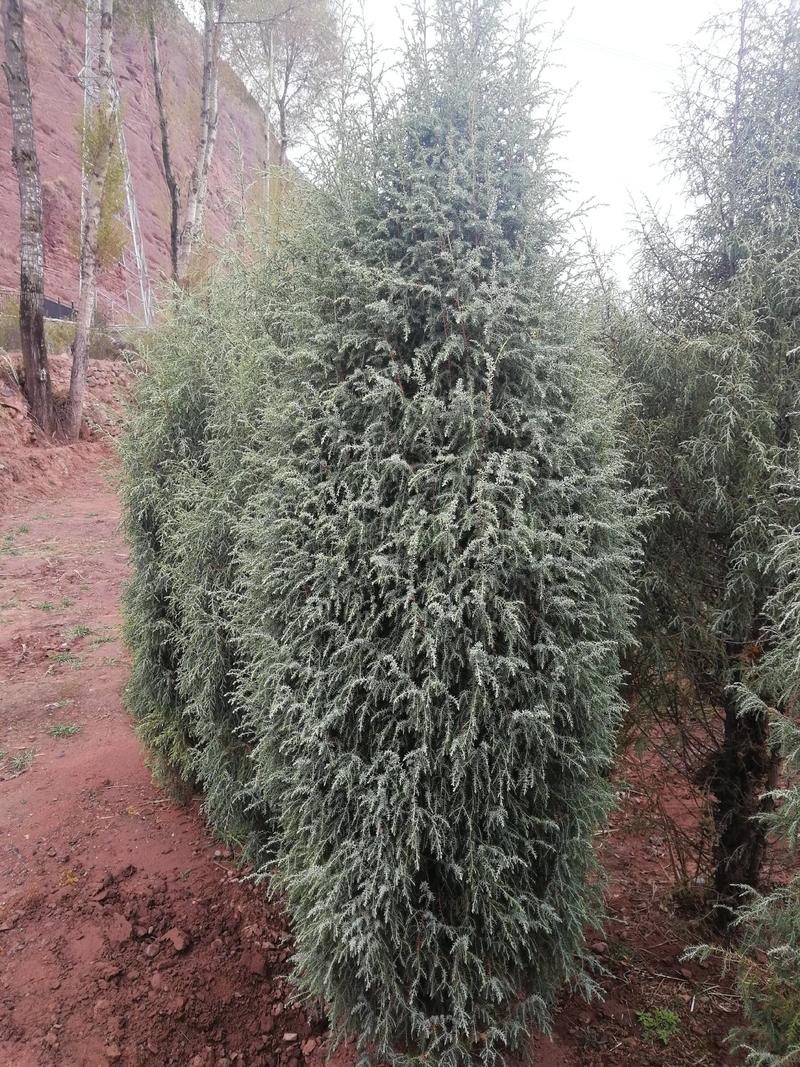 圆柏青藏高原苗圃种植圆柏1---3米。