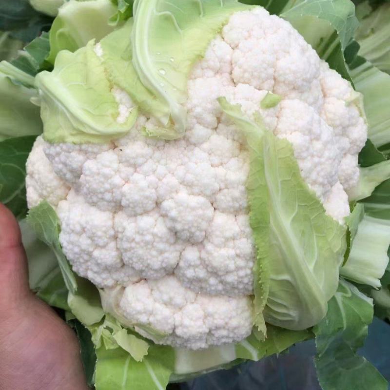 白菜花紧花乳白1～2斤品质佳，还有速冻厂菜花