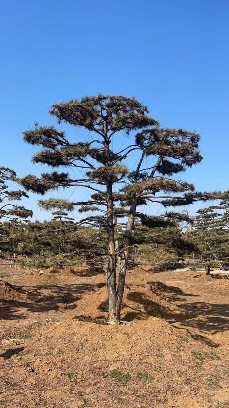 造型松