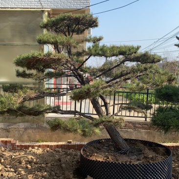 造型松