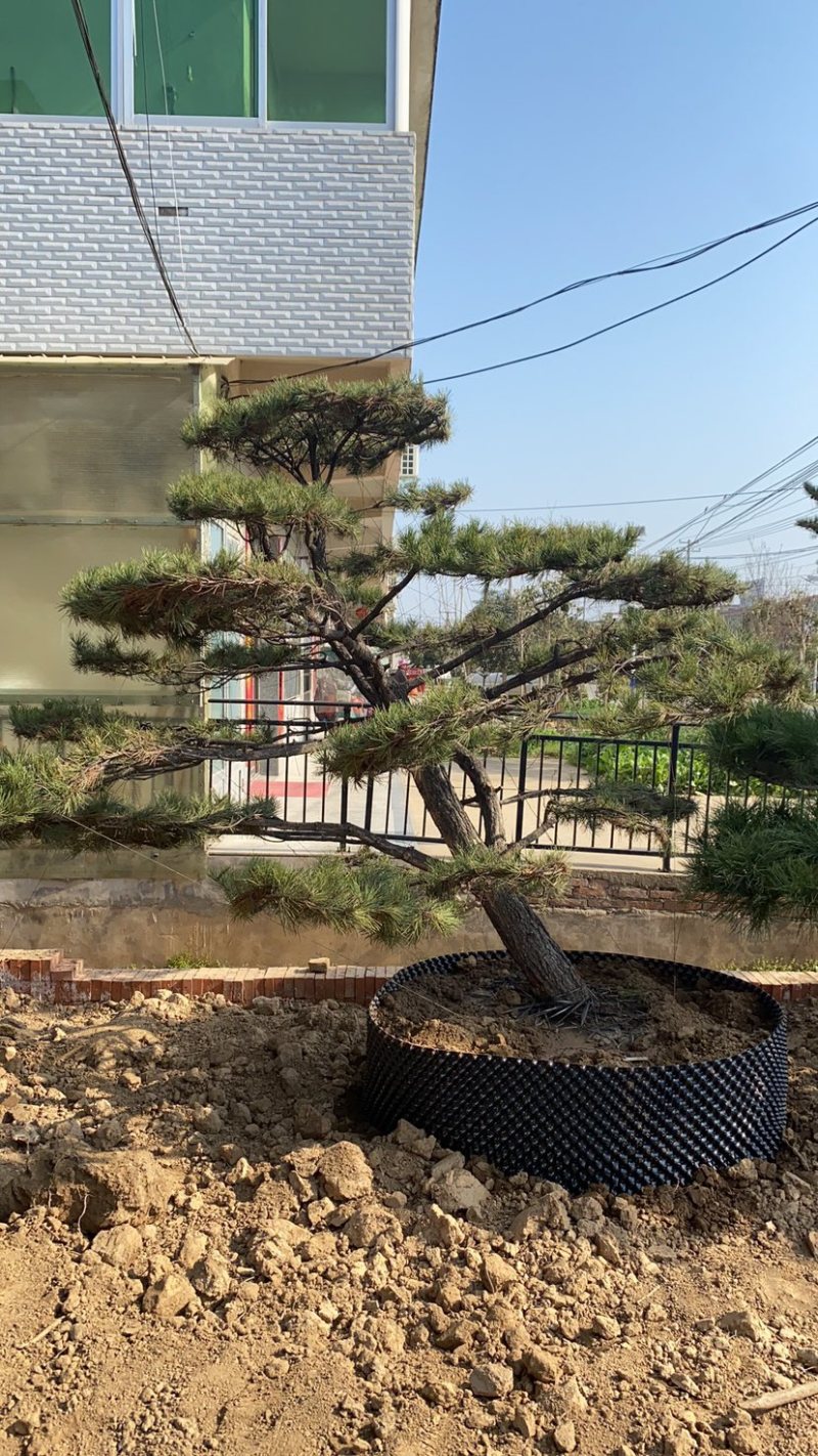 造型松