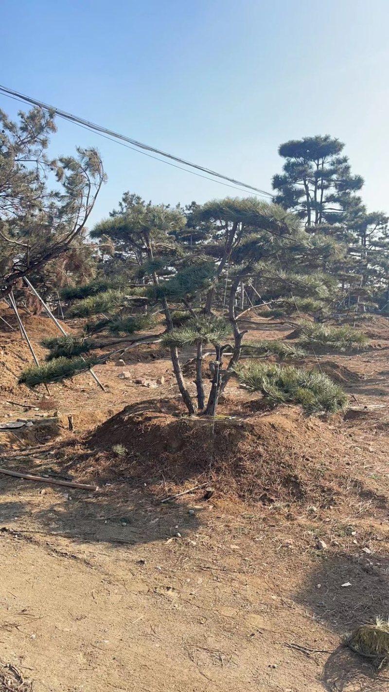 造型松