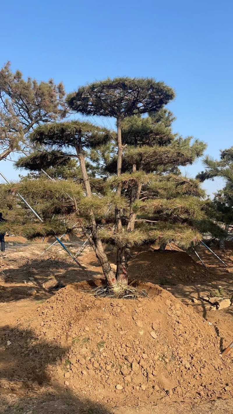 造型松