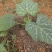 有机生态蔬菜香芋南瓜