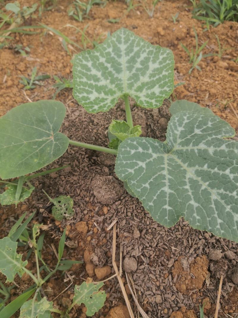 有机生态蔬菜香芋南瓜