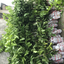 基地供应【正宗品种】黑黄皮苗可庭院种植当年结果