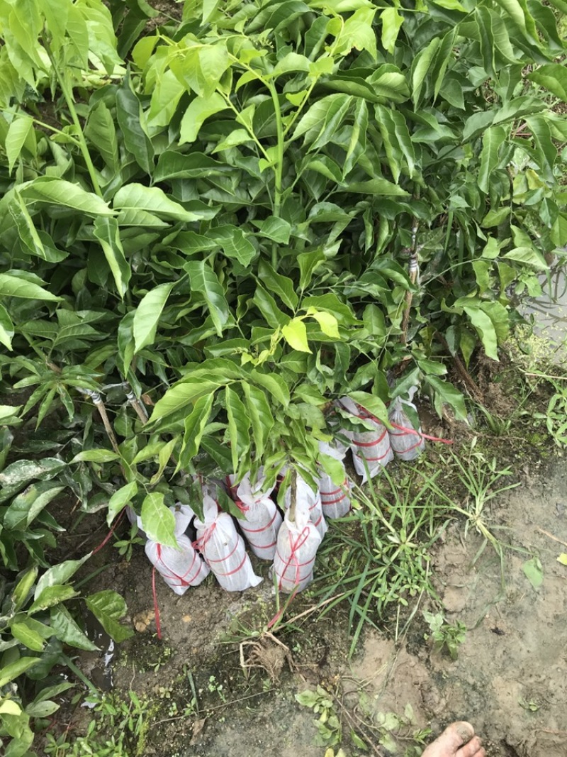 基地供应【正宗品种】黑黄皮苗可庭院种植当年结果