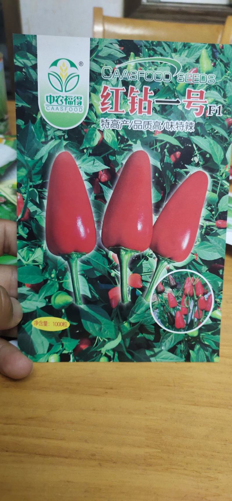 辣椒种子红钻一号，品质高/味特辣，抗病性强