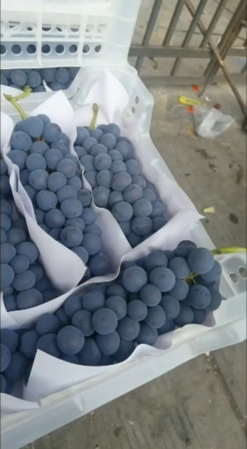 精品巨峰夏黑阳光玫葡萄颗颗爆汁酸甜可口品种齐全。