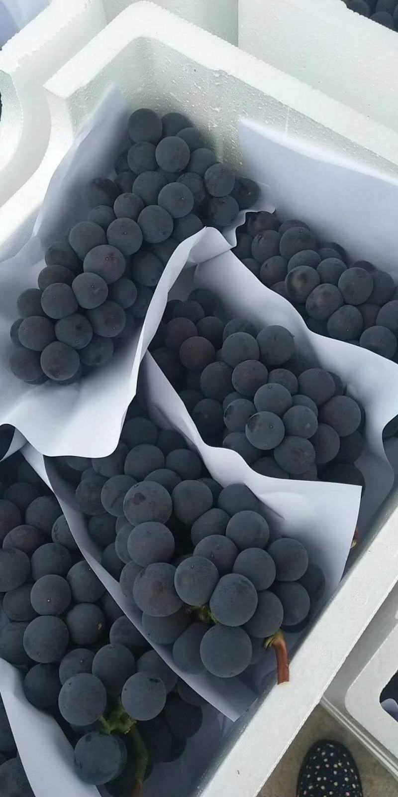 精品巨峰夏黑阳光玫葡萄颗颗爆汁酸甜可口品种齐全。