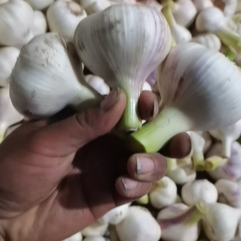 精品扒皮大蒜，，电商货，市场货，商超。量大从优