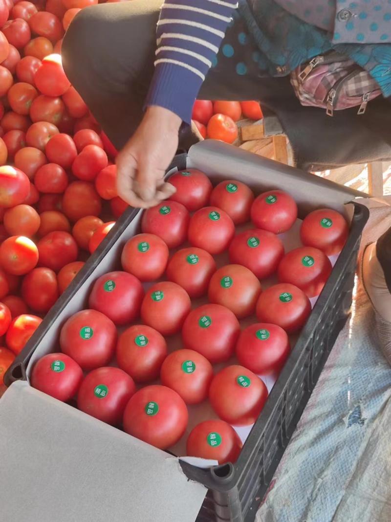 【河北西红柿】硬粉西红柿弧三以上产地直发提供一条龙服务