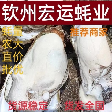 北部湾生蚝钦州大蚝精品海鲜可生吃生蚝原产地直发一件代发