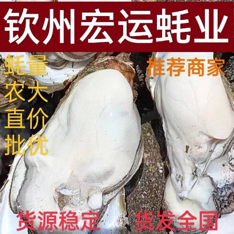 北部湾生蚝钦州大蚝精品海鲜可生吃生蚝原产地直发一件代发