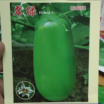 茄子种子翠绿白花型果肉白色，肉质细嫩，籽少品位佳