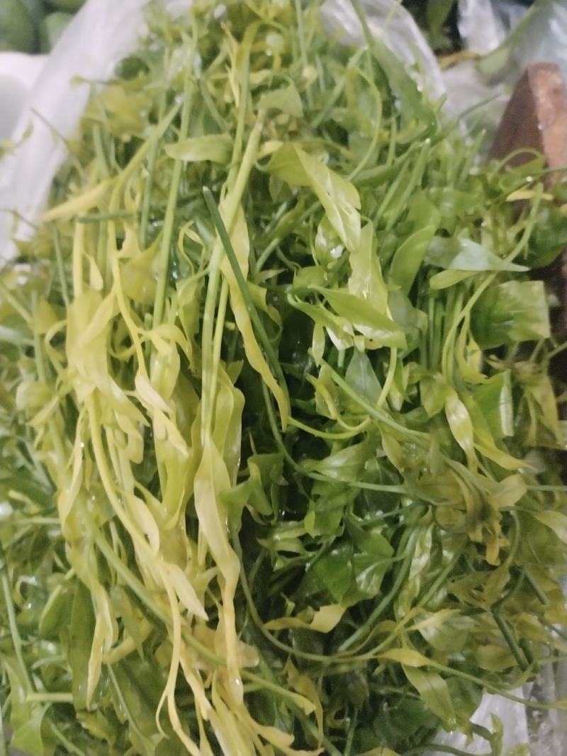 云南野生甜菜