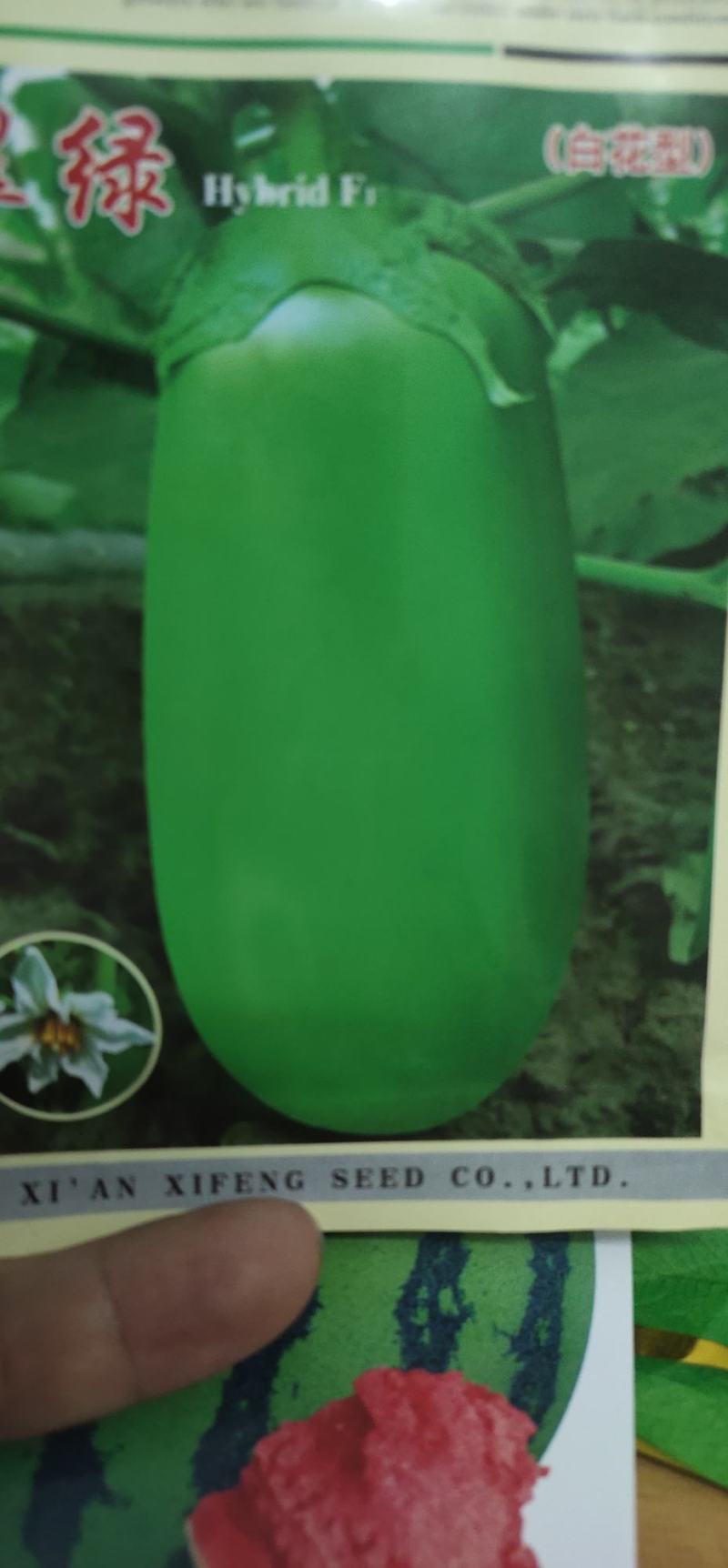 茄子种子翠绿白花型果肉白色，肉质细嫩，籽少品位佳
