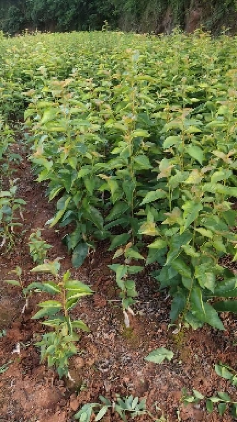 自家苗圃种植大樱桃苗红妃脆皮车厘子苗