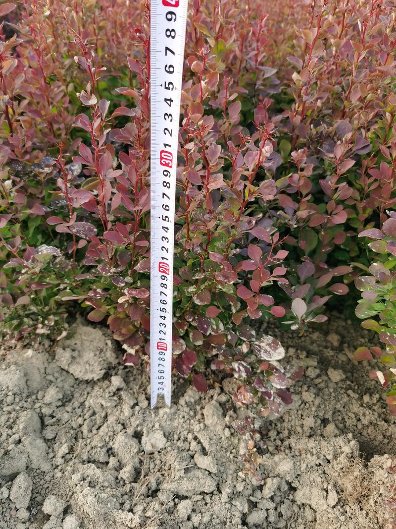 红叶小檗移栽苗高度20-35公分冠幅10公分左