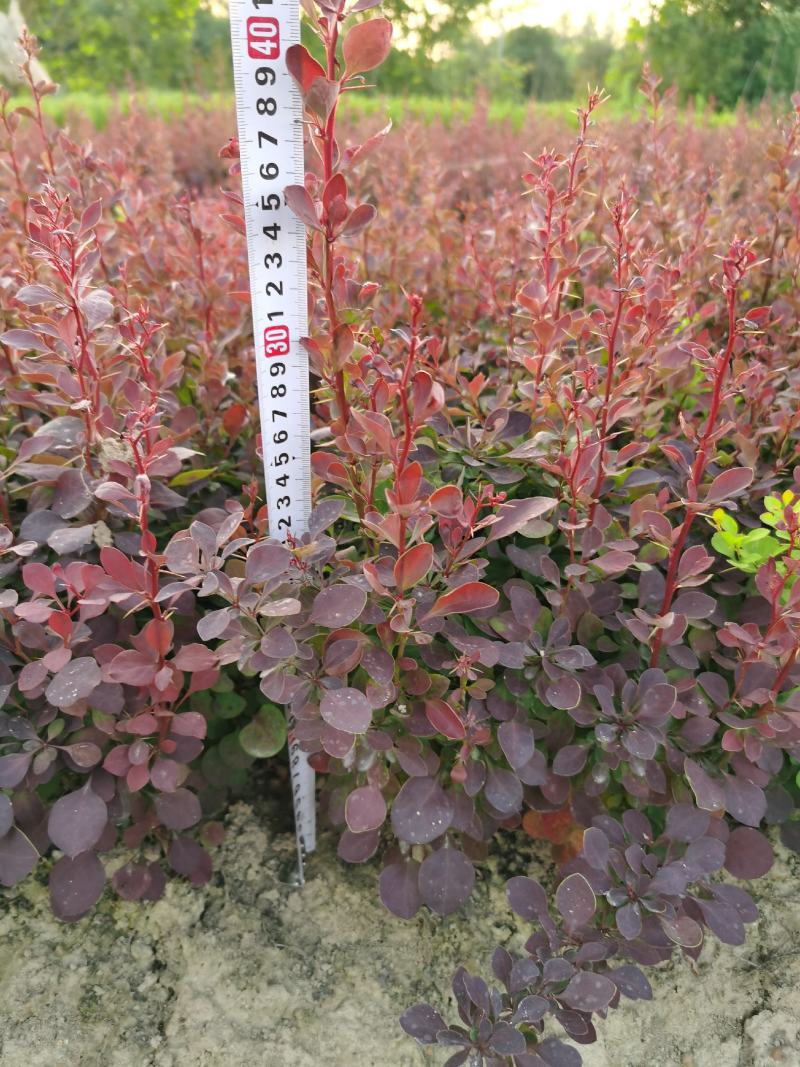 红叶小檗移栽苗高度20-35公分冠幅10公分左
