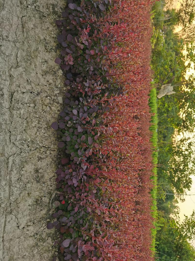 红叶小檗移栽苗高度20-35公分冠幅10公分左
