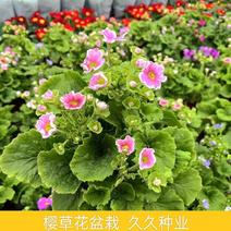 四季樱草盆栽植物喜凉耐寒报春花卉阳台庭院易养花期长