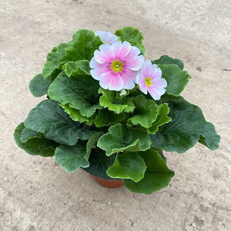 四季樱草盆栽植物喜凉耐寒报春花卉阳台庭院易养花期长