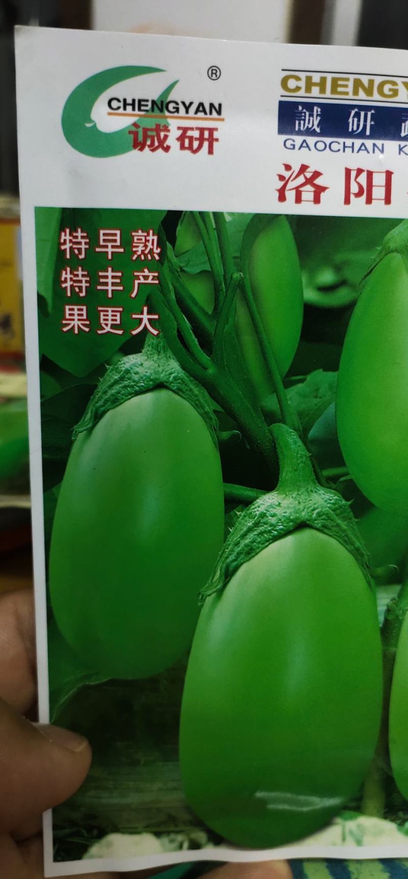 茄子种子洛阳早青茄早熟丰产果大籽少品优